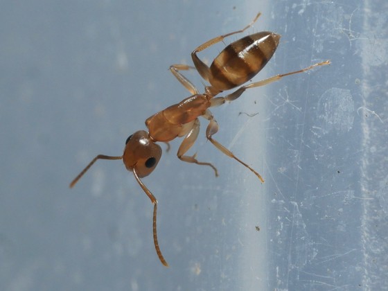 Camponotus sp. Guyane 'Colobopsis' 04 Arbeiterin 04