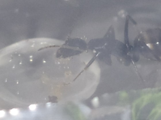 Camponotus Aethiops Arbeiterin schlürft Zuckerwasser