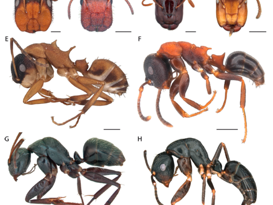 Camponotus vs. Colobopsis