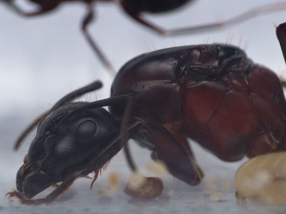 Camponotus ligniperda Königin: Nahaufnahme